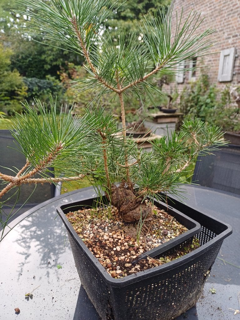 Pinus Thunberghii bonsai startplant voor Shohin, Tuin en Terras, Bloeit niet, Overige soorten, Minder dan 100 cm, Ophalen