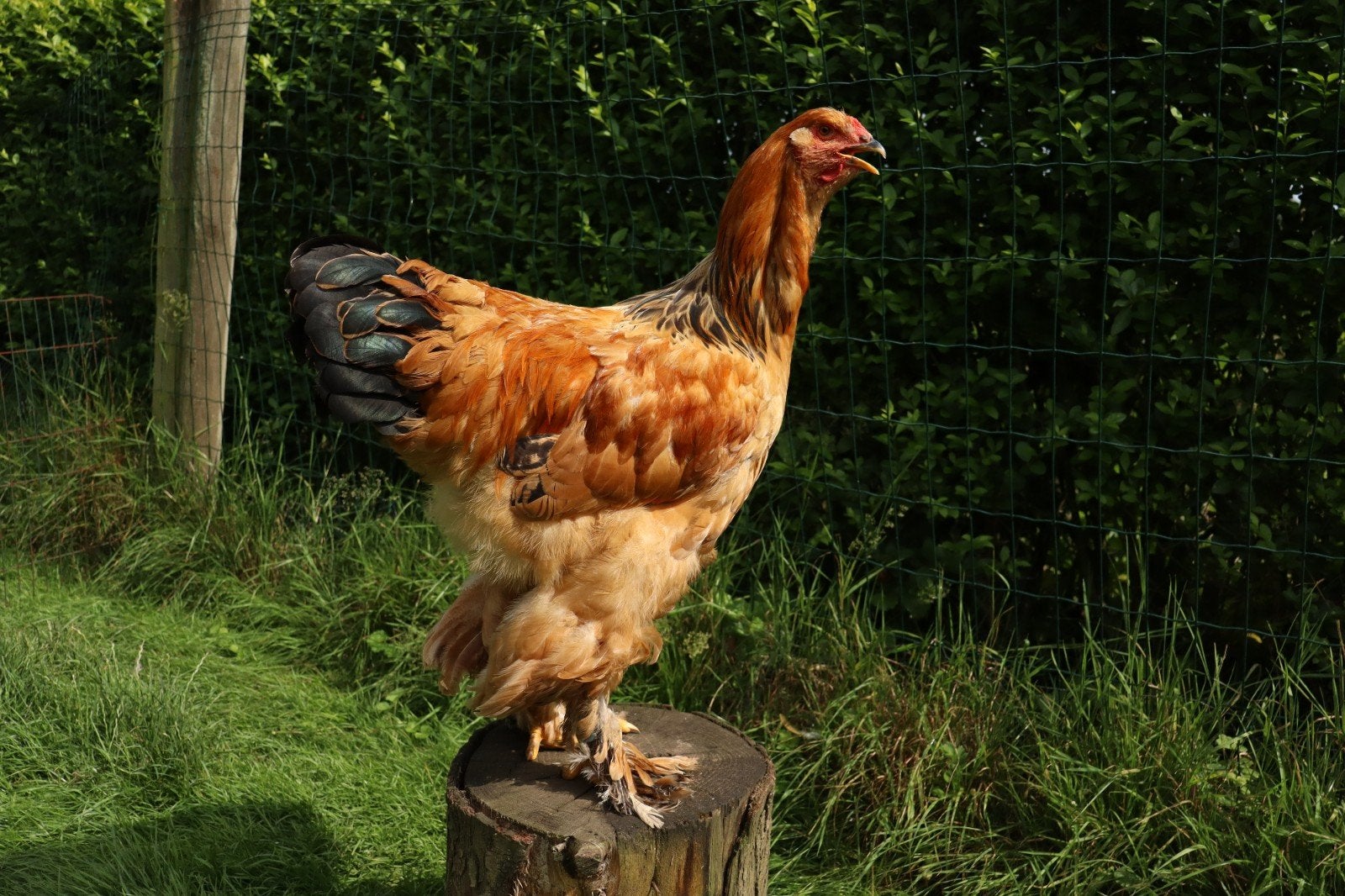 Brahma hanen, Dieren en Toebehoren