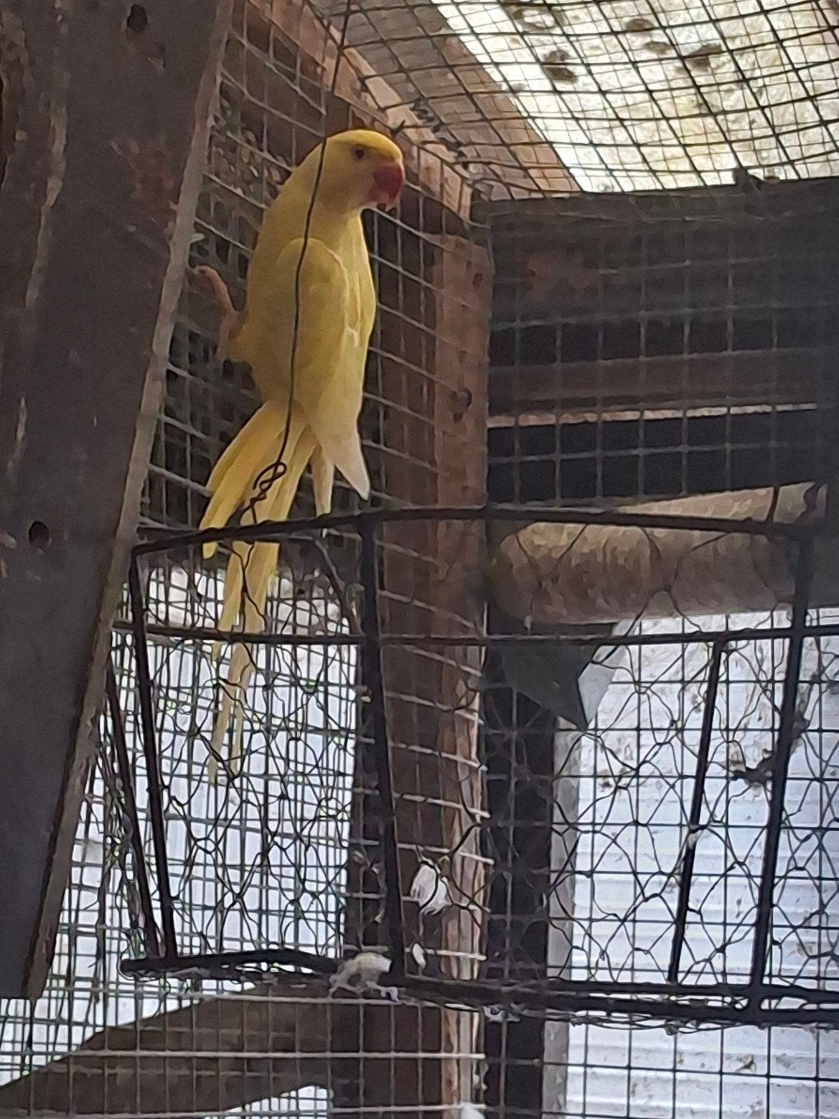Paire de perruches à col lutino, Animaux & Accessoires, Oiseaux | Perruches & Perroquets