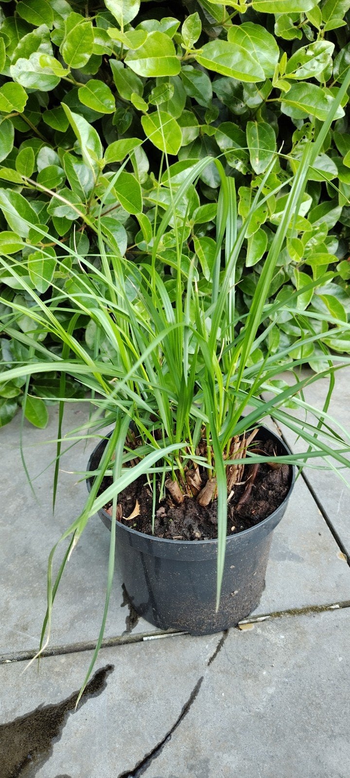 pennisetum Red Head, Tuin en Terras, Ophalen