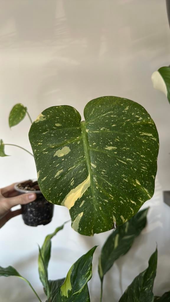 Monstera thai con., Huis en Inrichting, Ophalen