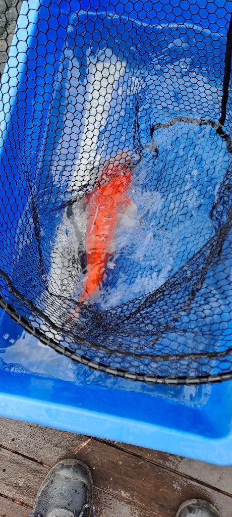 Koï à vendre, Karper of Koi