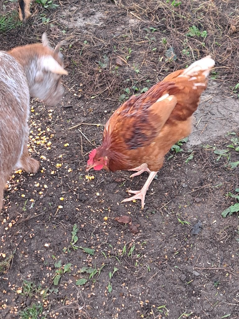 Hanen isa brown, Mannelijk, Kip