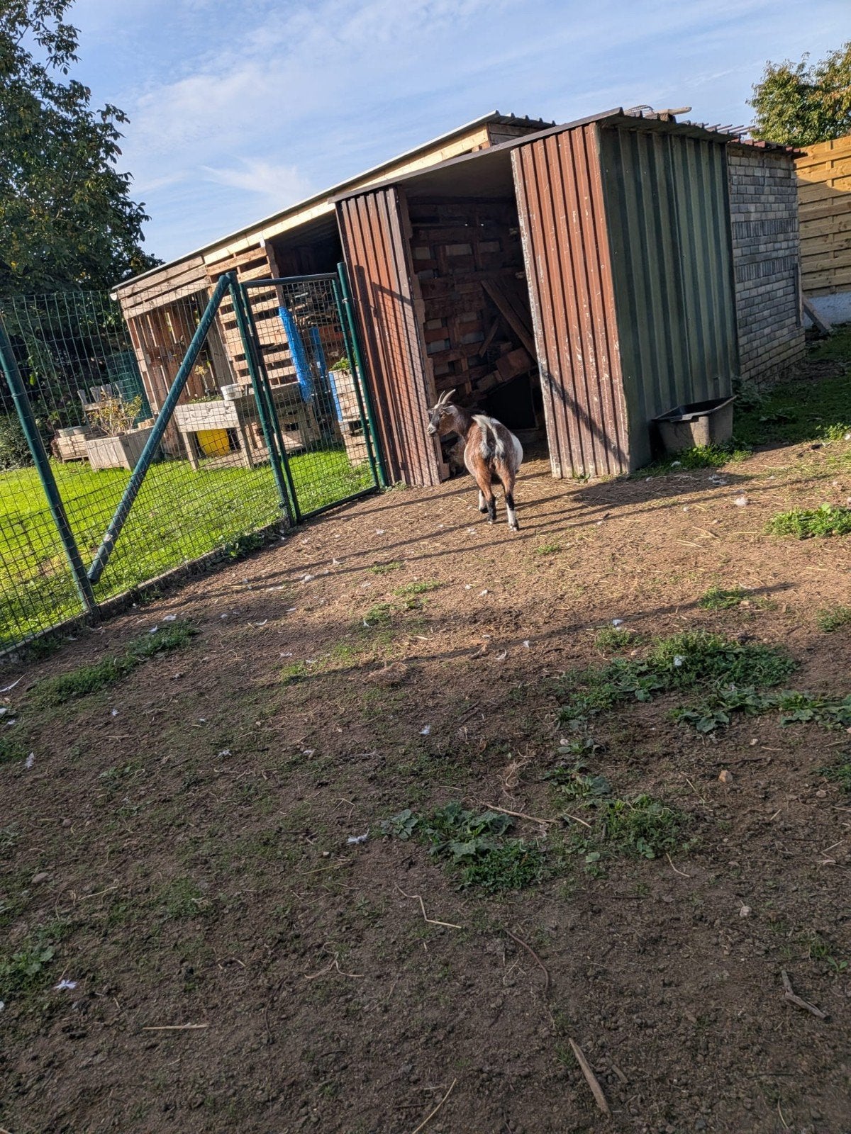 Dwerggeiten te koop, Dieren en Toebehoren, Meerdere dieren, Geit