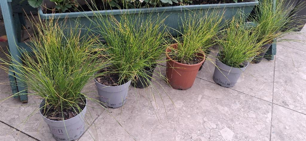 Siergras, Tuin en Terras, Planten | Tuinplanten, Ophalen, Winter, Vaste plant, Siergrassen