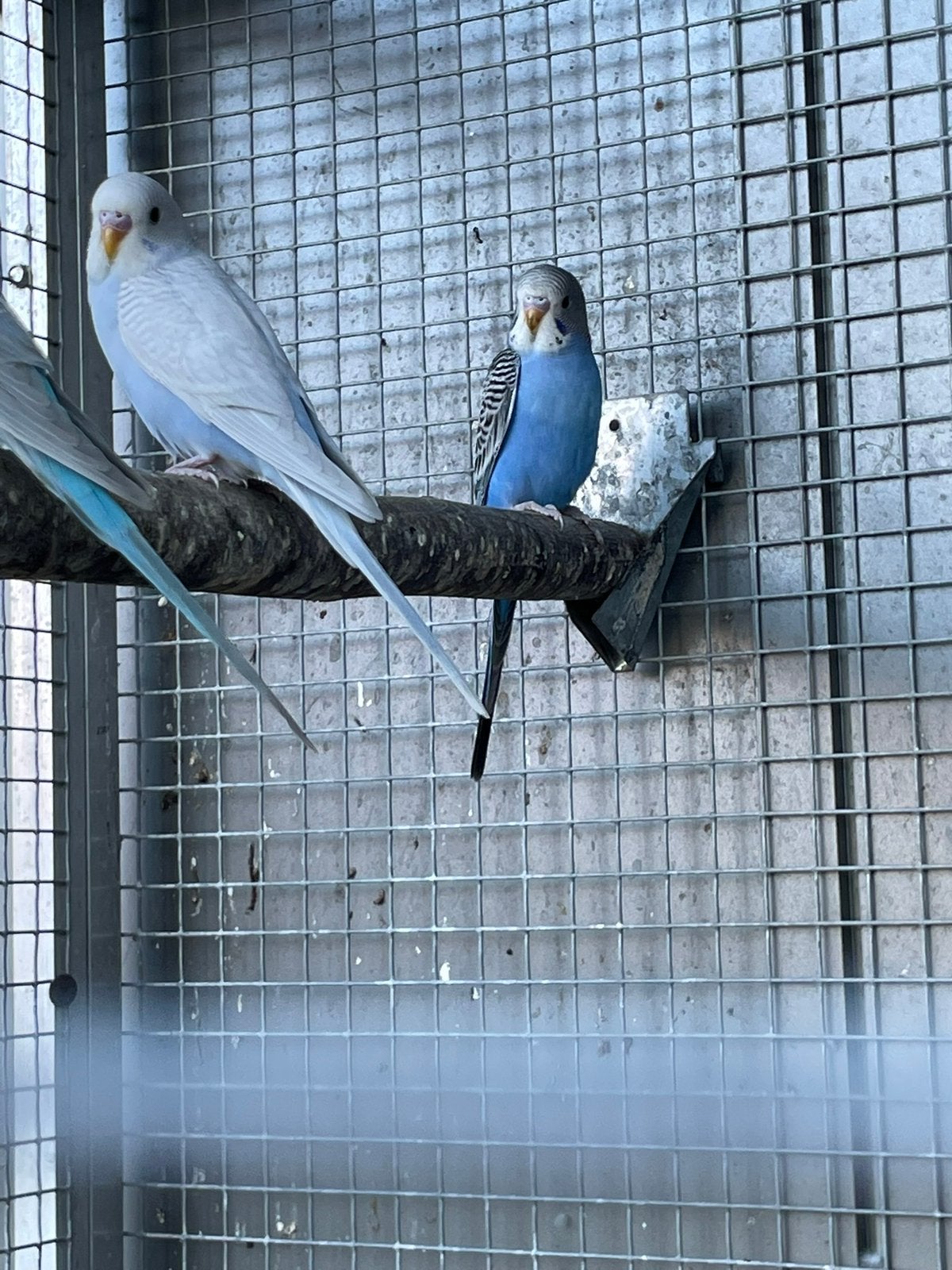 Jonge grasparkieten, Perruche