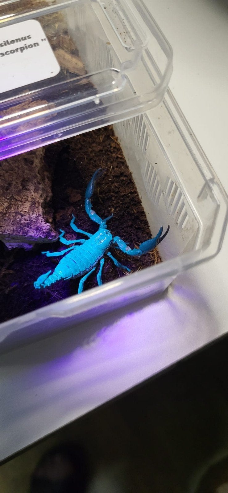 Heterometrus silenus "Asian forest scorpion", Dieren en Toebehoren