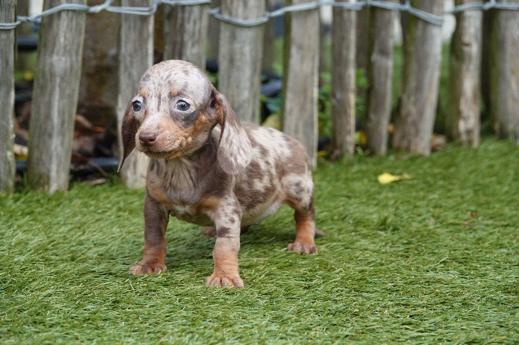 Chiots teckels nains à poil ras avec pedigree, Poils courts, Maladie de Carré (chiens), Plusieurs, Nain