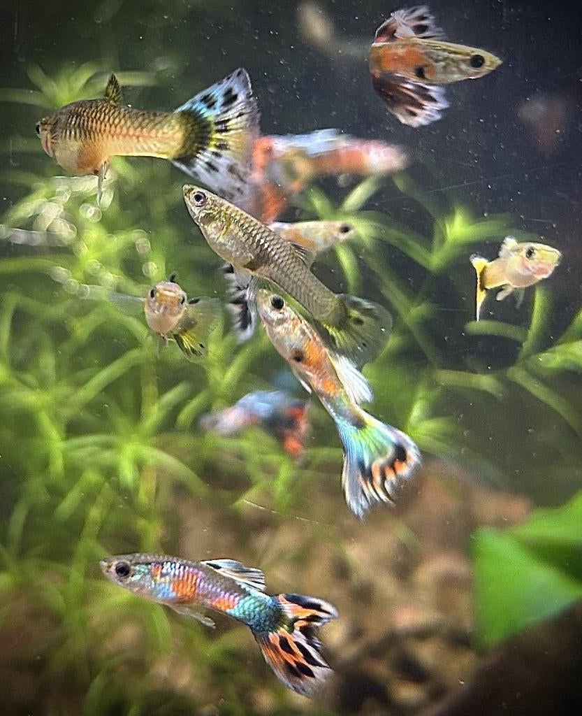 Raszuivere guppy's, Dieren en Toebehoren, Vis, Zoetwatervis, Schoolvis