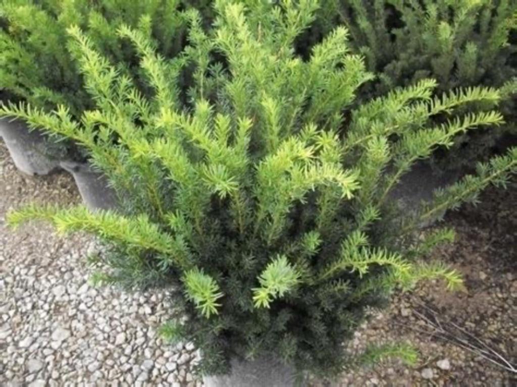 Taxus, Tuin en Terras, Planten | Struiken en Hagen, Ophalen, Taxus, Haag