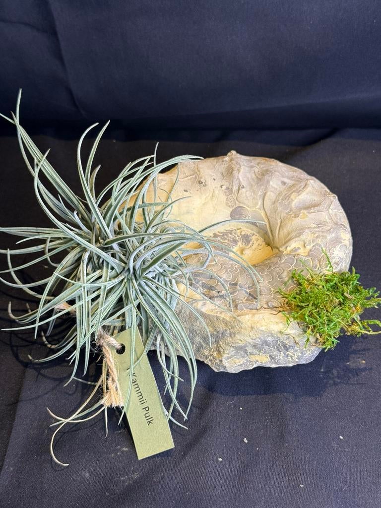 Creatie van Tillandsia op grote fossiele Ammoniet, Ophalen of Verzenden