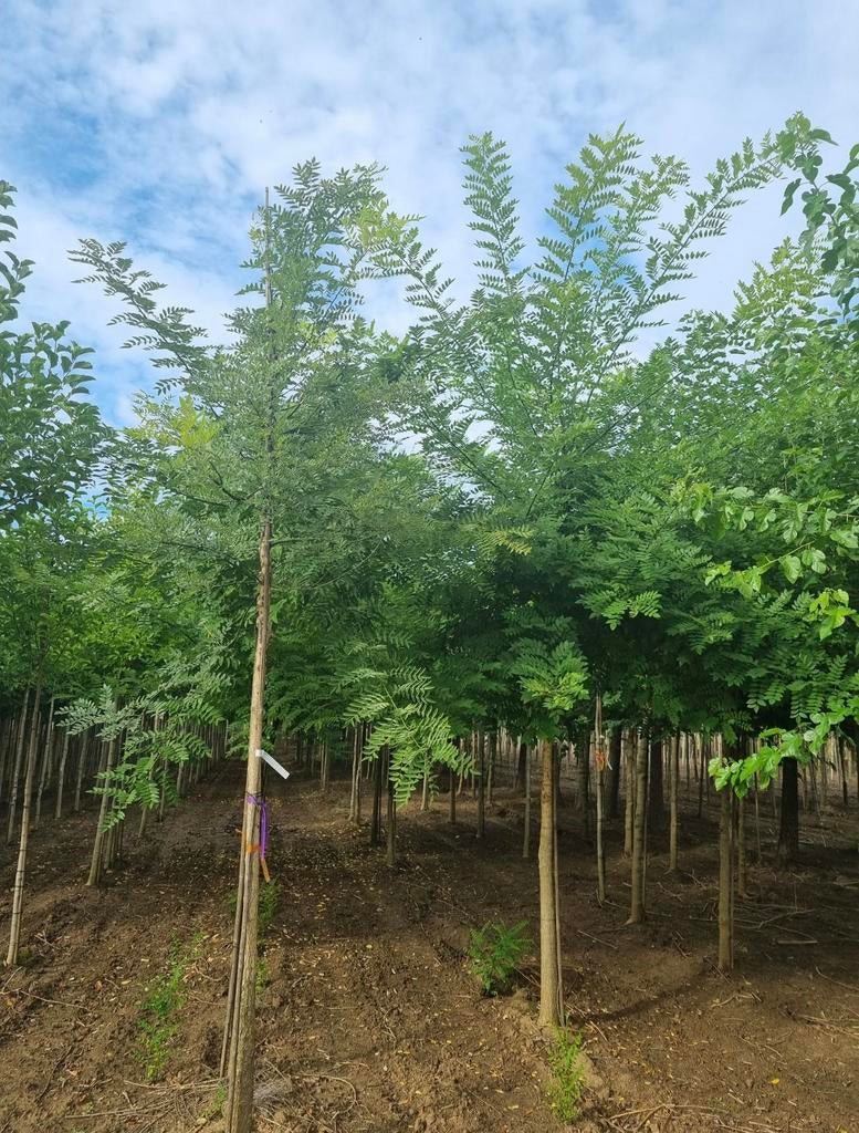 Sapins Sophora japonica | arbre à miel, Enlèvement ou Envoi, Été
