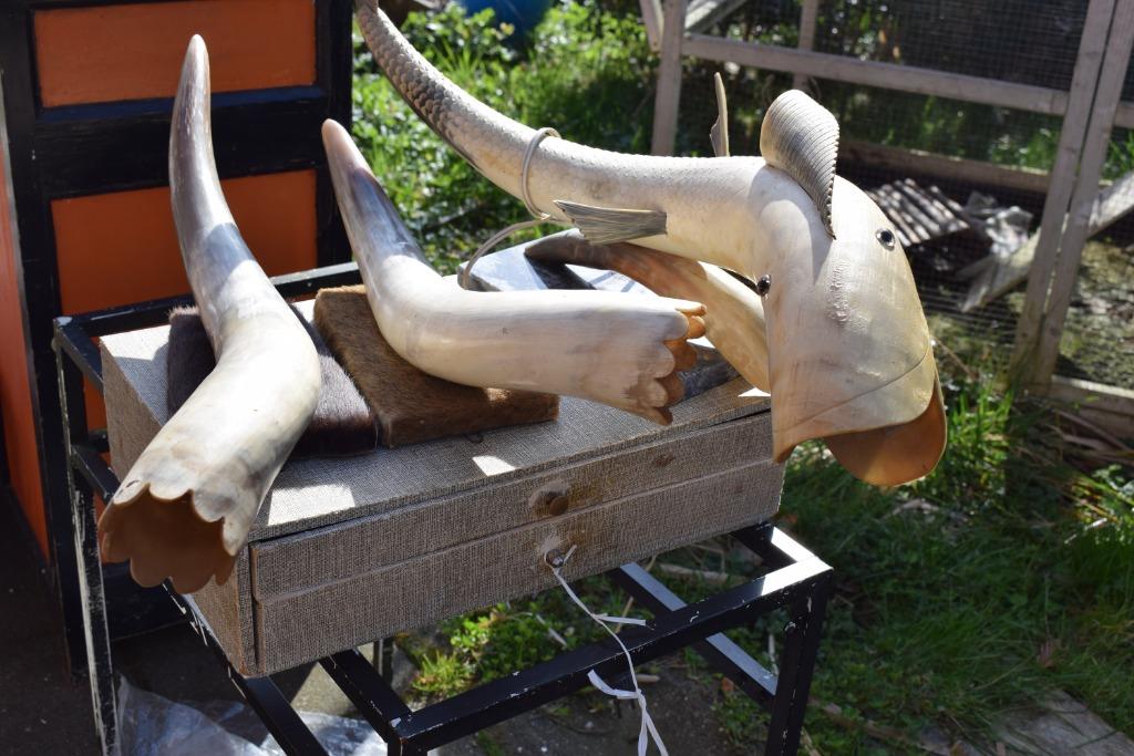 2 cornes de vache et un poisson, Enlèvement