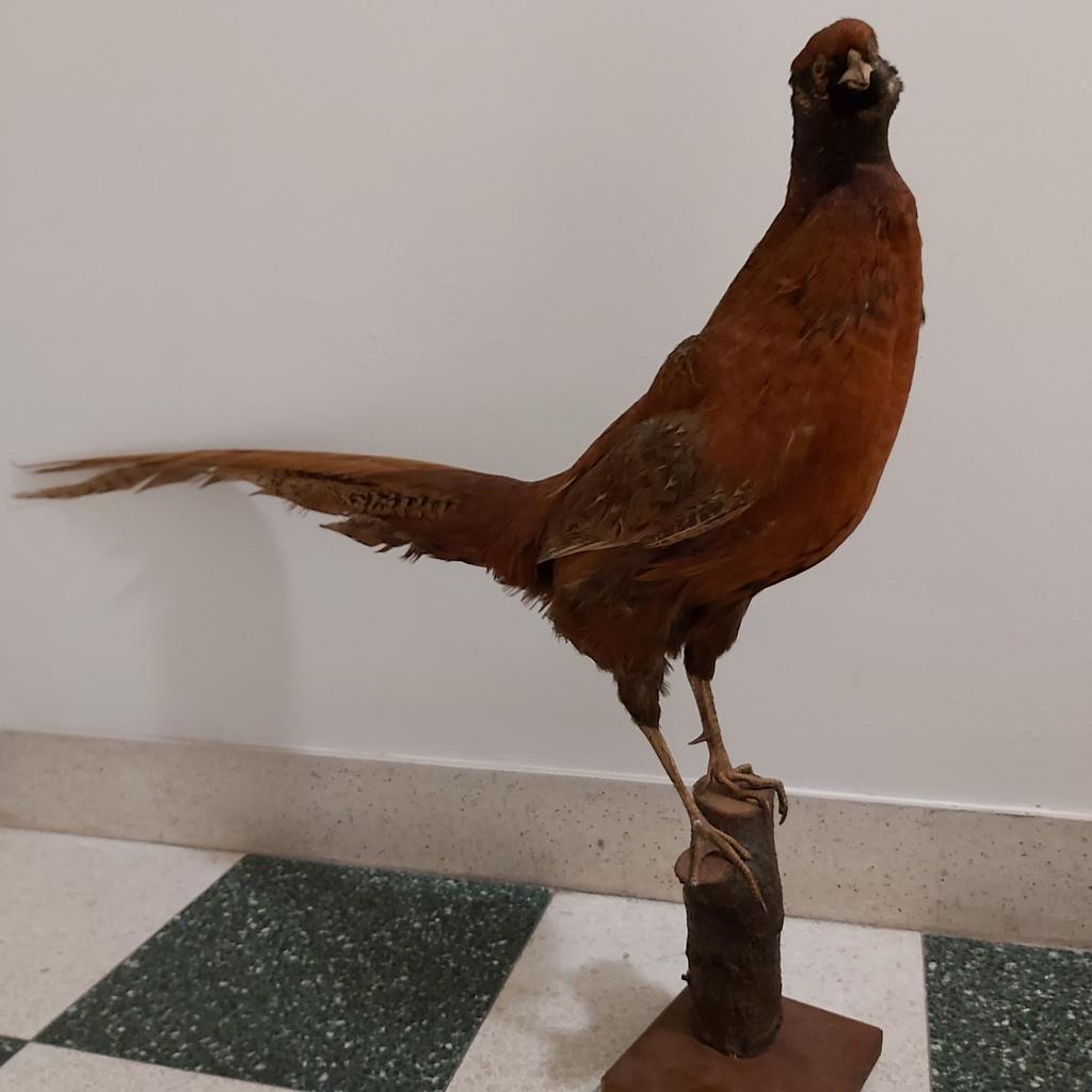 Fazant taxidermie, Ophalen of Verzenden