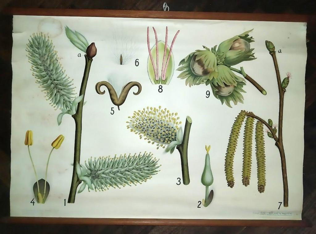ancienne carte murale d'école, Enlèvement ou Envoi