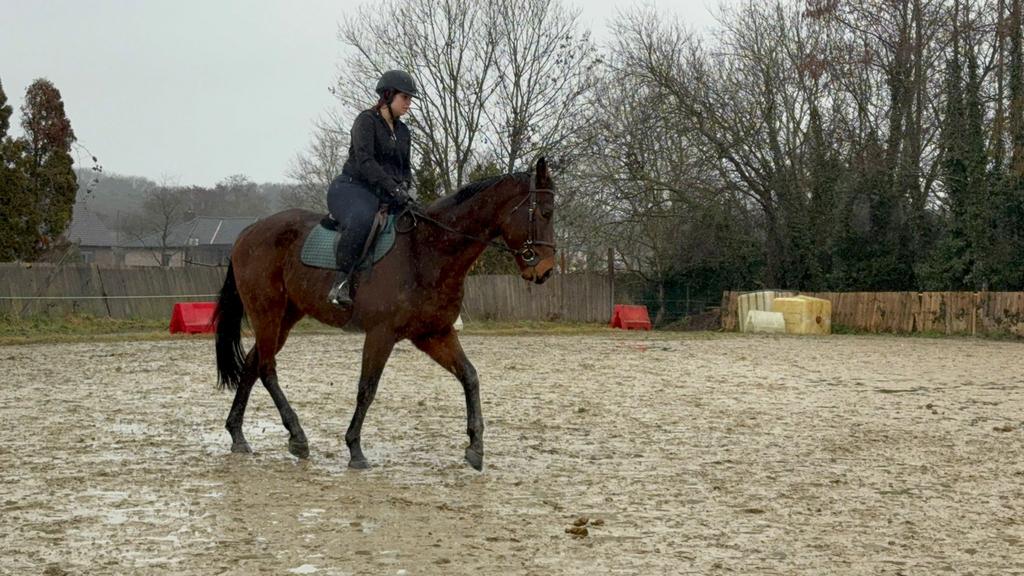 Nikki Knappe ruin van 167 en 4 jaar, Dieren en Toebehoren, Paarden, Ruin, M