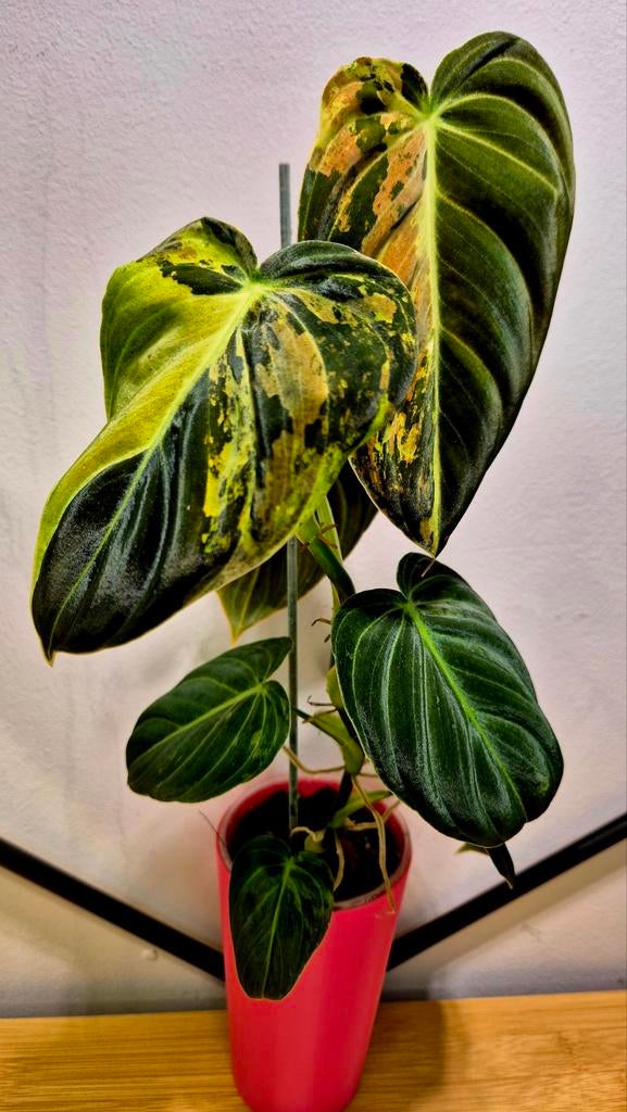 Gezonde Philodendron Melanochrysum Variegated, Enlèvement ou Envoi