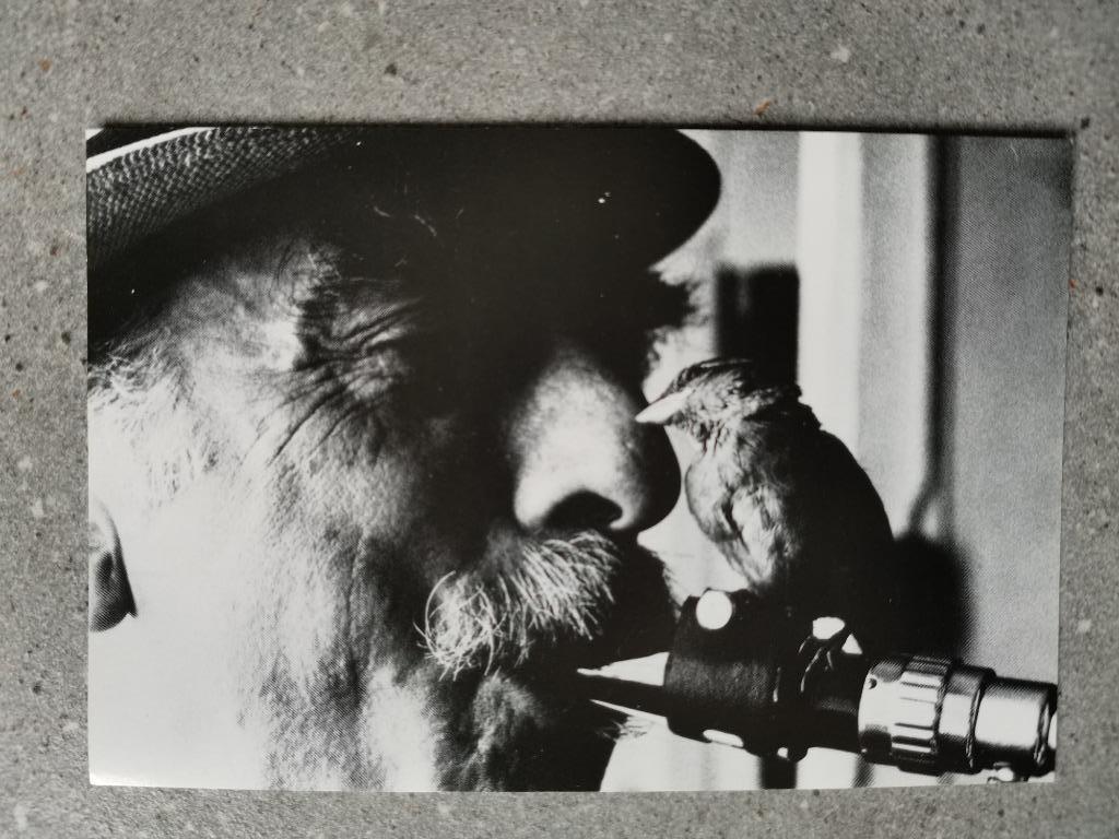 carte postale jazz Mike Zinzen avec son moineau domestique, Enlèvement ou Envoi, Comme neuf, Photo ou Carte