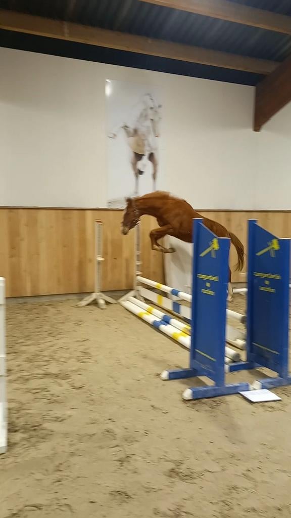 Te koop  2 jarige ruin van Flacco Z, Dieren en Toebehoren, Hengst, Z