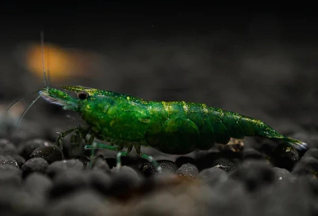 Jade Green neocardina garnaal UITVERKOOP!!!, Homard, Crabe ou Crevette, Poisson d'eau douce, Banc de poissons
