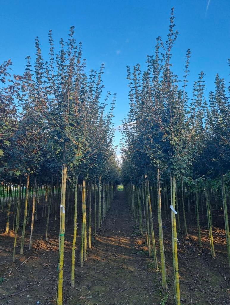 Acer campestre veldesdoorn bomen in diverse maten, Tuin en Terras, Ophalen of Verzenden, Zomer