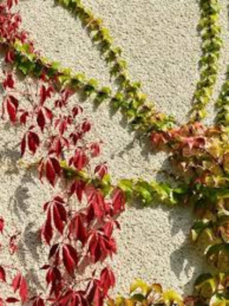 Wilde wingerd, Ophalen, Klimplanten