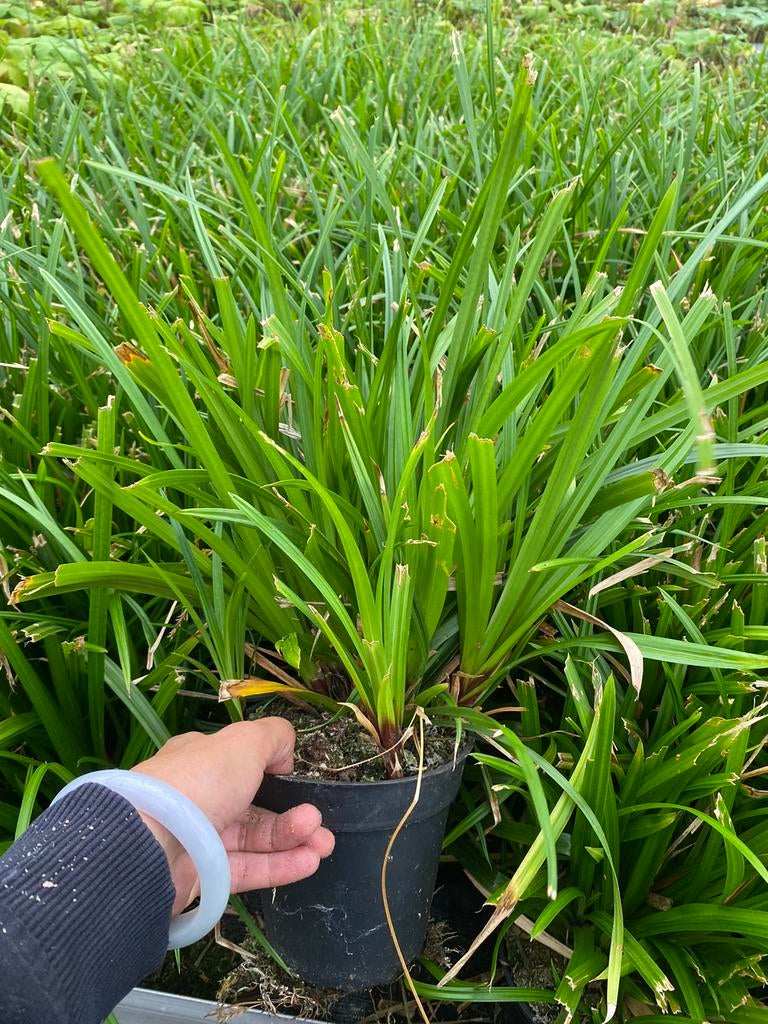 Carex morrowii 'Irish Green', Siergras, Ophalen, Zomer, Siergrassen