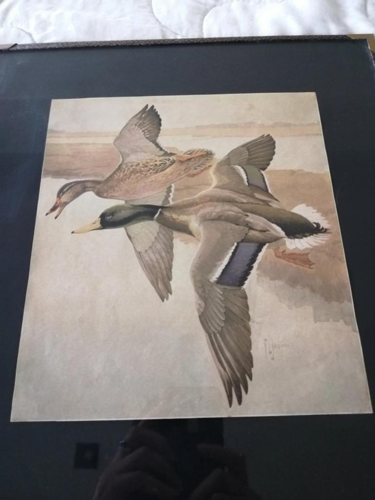 Francis Lee Jacques mallards wilde eenden kader, Ophalen of Verzenden, Gebruikt, Minder dan 50 cm, Minder dan 50 cm