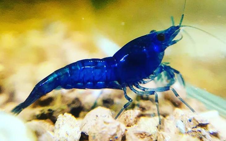 Neocaridina Royal Blue Showgrade garnaal zoetwater aquarium, Dieren en Toebehoren, Kreeft, Krab of Garnaal, Zoetwatervis, Schoolvis