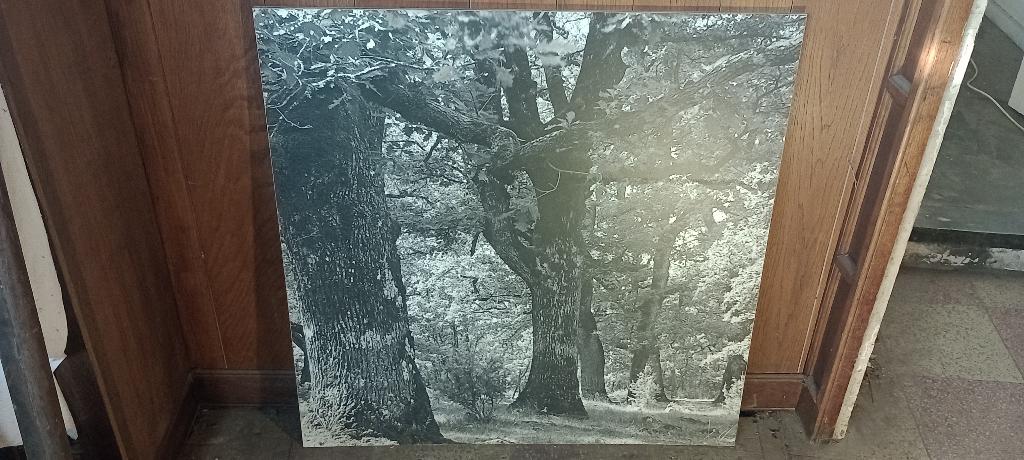 Panneau mural vintage Meurop-Grande photo forêt, 85x95,n348, Enlèvement