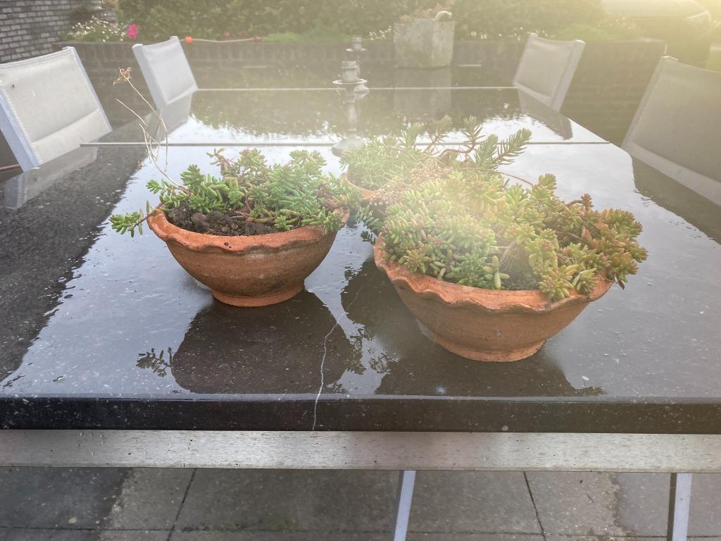 4 x  schaal  met vetplant  winterhard en groenblijvend, Tuin en Terras, Ophalen