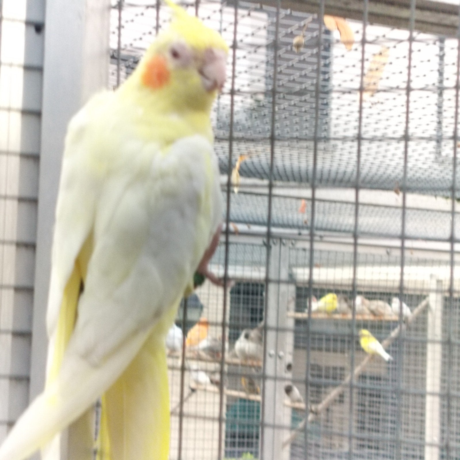 Jonge Lutino valkparkiet, Dieren en Toebehoren, Vogels | Parkieten en Papegaaien, Parkiet, Geringd