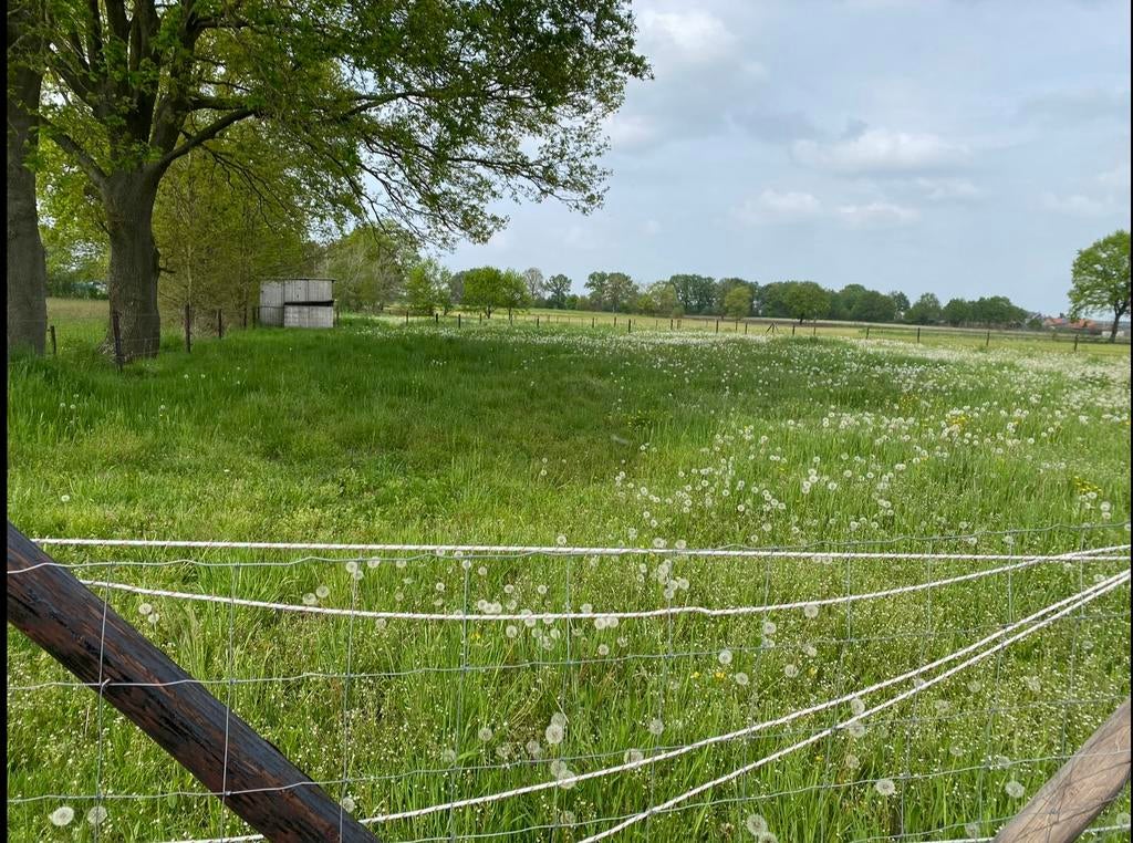 Weide te huur regio Laakdal, Weidegang