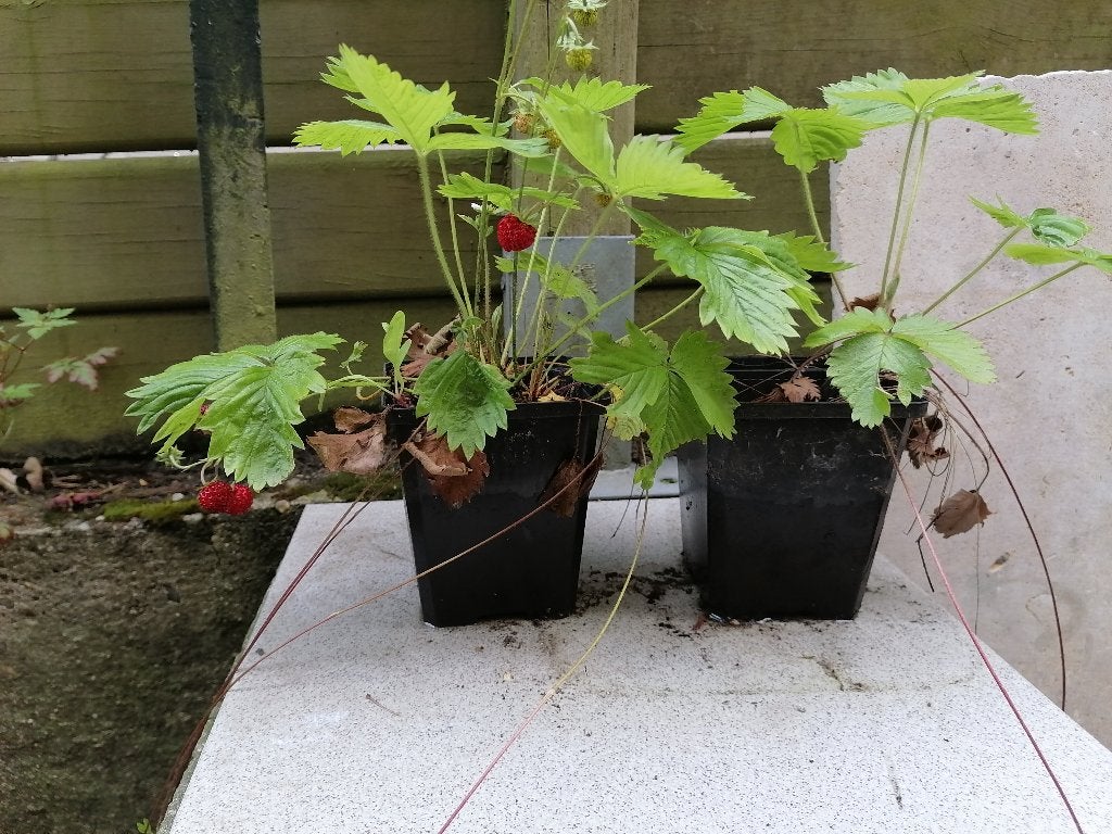 Fraisiers des 4 saisons en pot, Été, Enlèvement, Plantes potagères, Plante fixe