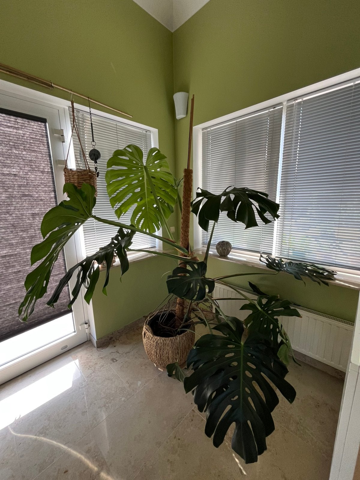 Monstera, Maison & Meubles, Plantes d'intérieur, Autres espèces, En pot, 150 à 200 cm, Enlèvement