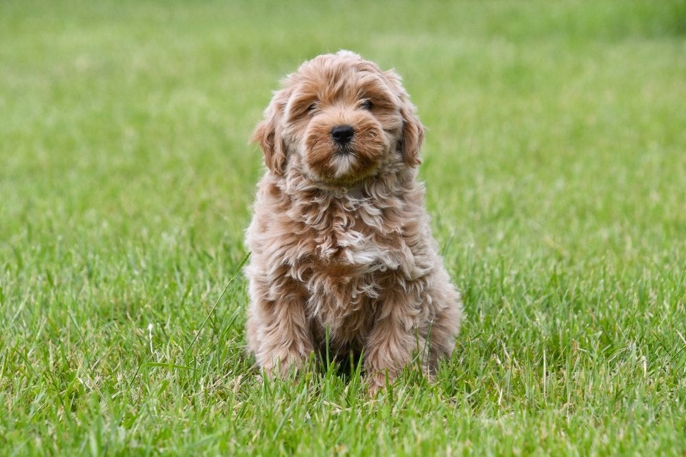 Chiot Maltipoo à vendre (mâle) - Les parents sont présents, Chien (mâle), Autres races, Belgique, Un chien