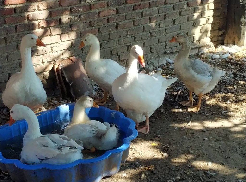 3 jonge boere ganzen. 10 weken oud, Animaux & Accessoires, Volatiles