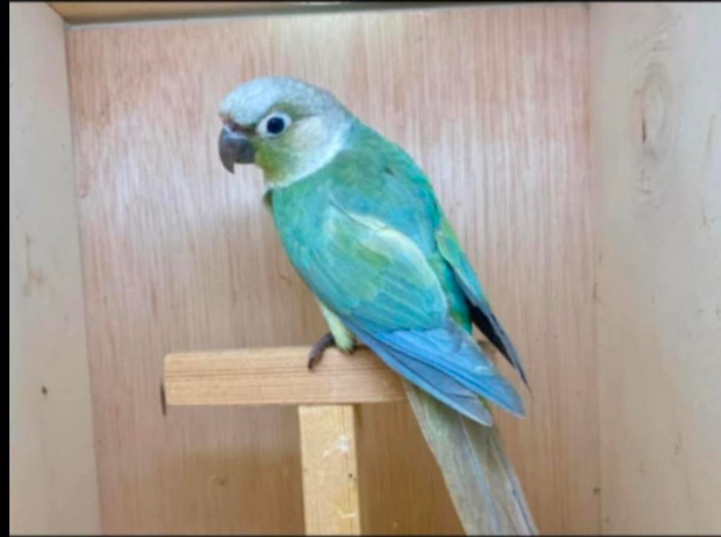 Jeune opamint  male apprivoisé, Dieren en Toebehoren, Vogels | Parkieten en Papegaaien