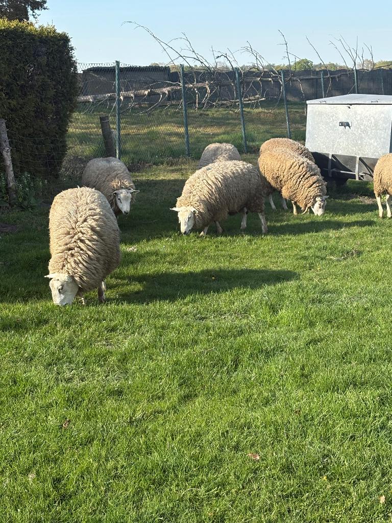 rammen, Dieren en Toebehoren, Schapen, Geiten en Varkens, Vrouwelijk, Schaap, 0 tot 2 jaar