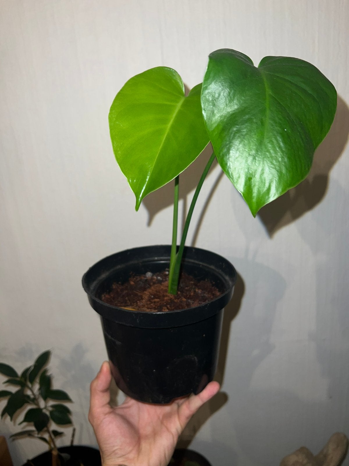 Monstera Deliciosa, Enlèvement