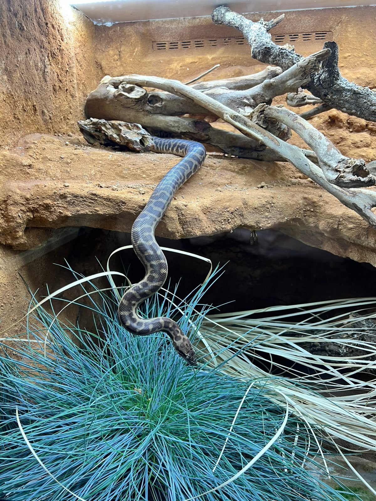 1.0 mannelijke Stimsons python Wheatbelt localiteit, Animaux & Accessoires, Reptiles & Amphibiens, Serpent, Avec terrarium, 3 à 6 ans