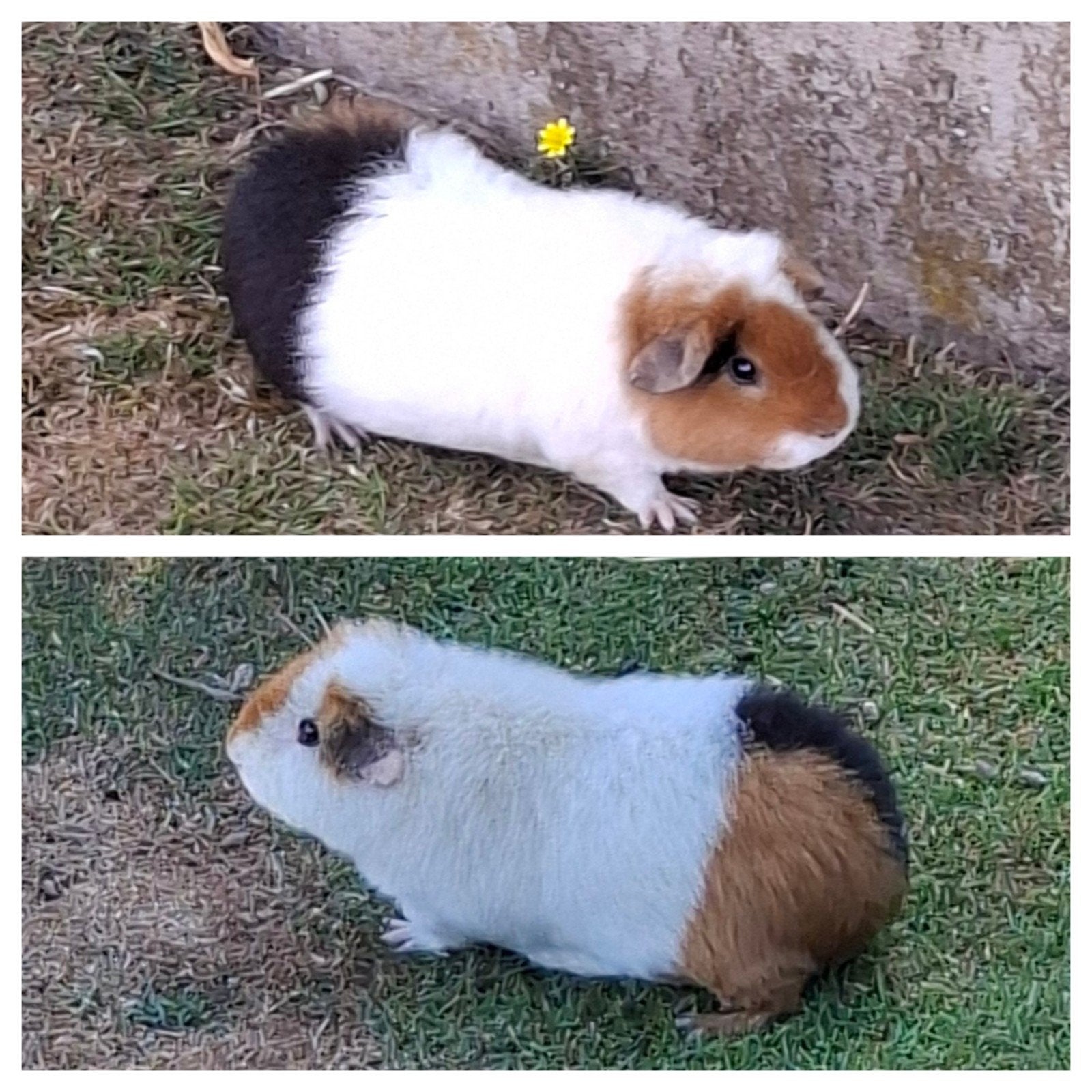 us teddy cavia. cavia's, Animaux & Accessoires, Rongeurs, Juillet, Cobaye