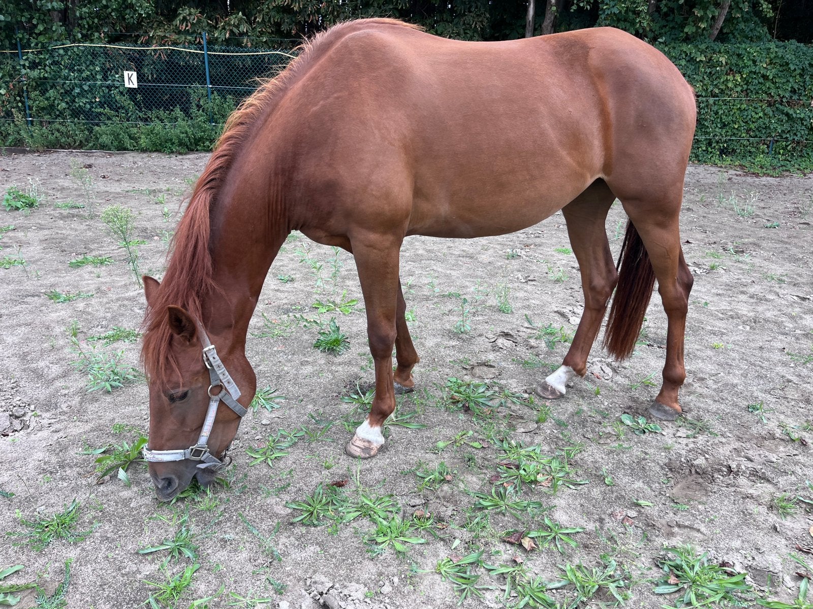 3 jarige vosse merrie (D pony), Dieren en Toebehoren, Merrie, Onbeleerd, Minder dan 160 cm, 3 tot 6 jaar