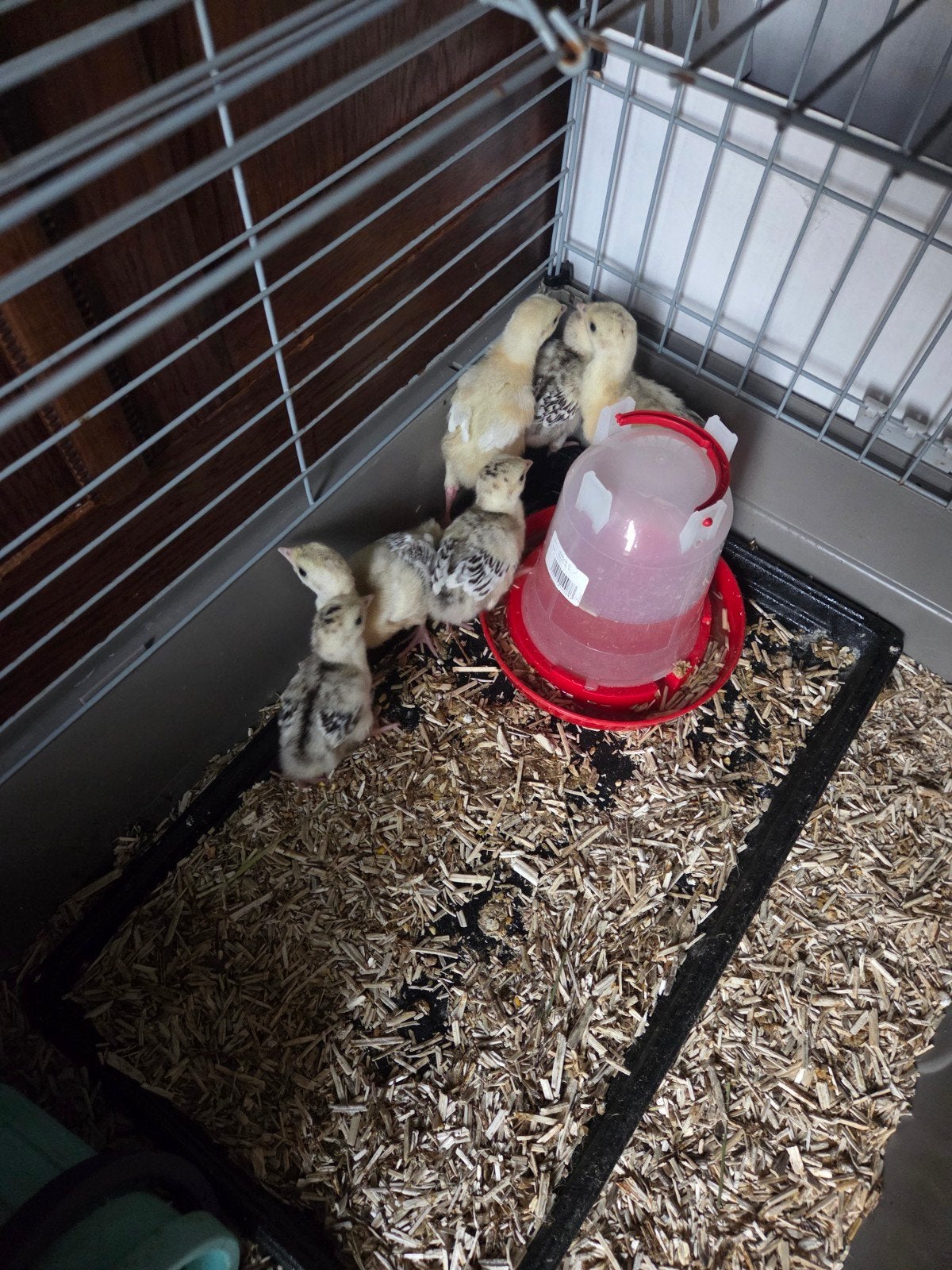 Ronquières kuikens, Dieren en Toebehoren, Konijnen