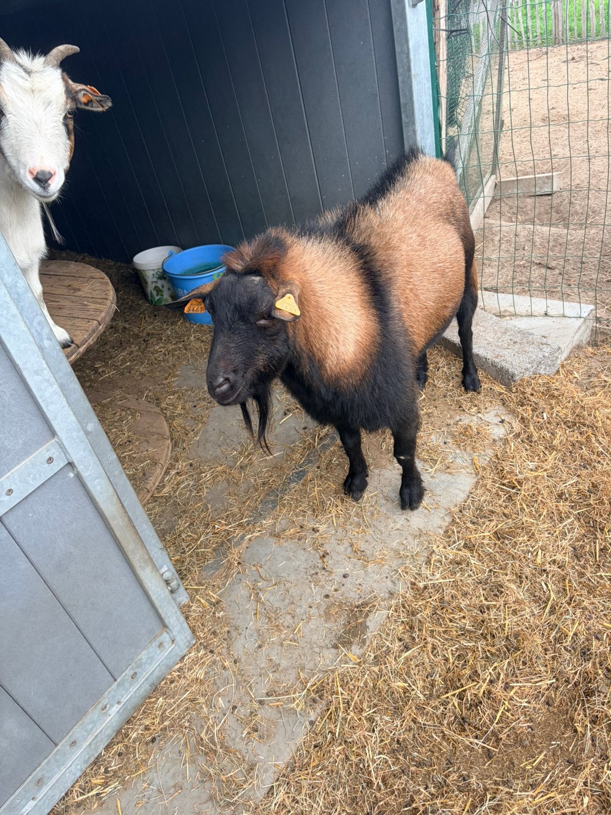 Geitebok, Dieren en Toebehoren, Mannelijk, Geit, 6 jaar of ouder