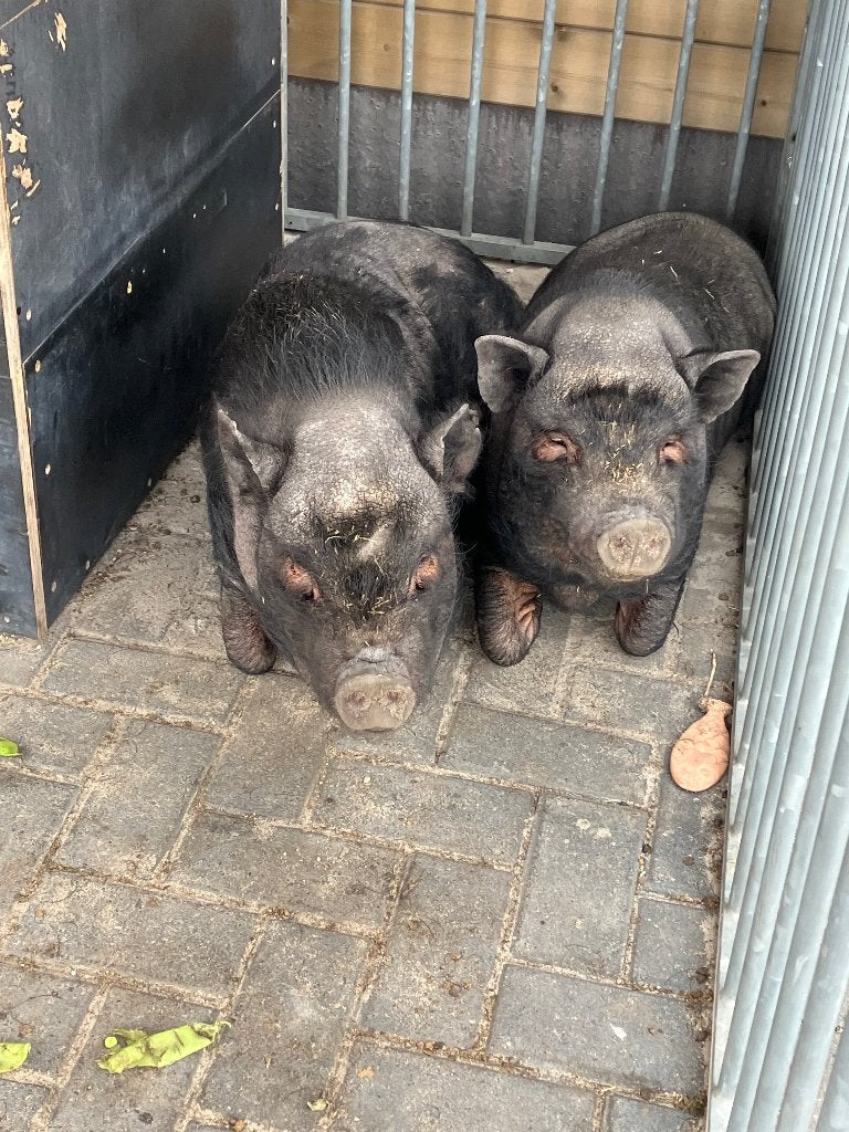 Hangbuikzwijntjes en geitje, Dieren en Toebehoren
