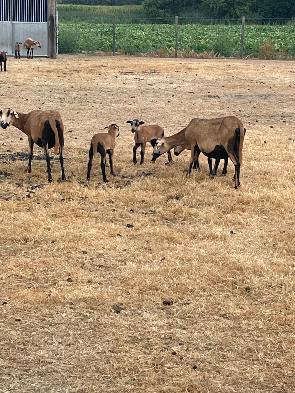 Barbados black schapen, Dieren en Toebehoren, Schapen, Geiten en Varkens, Meerdere dieren, Schaap, 0 tot 2 jaar