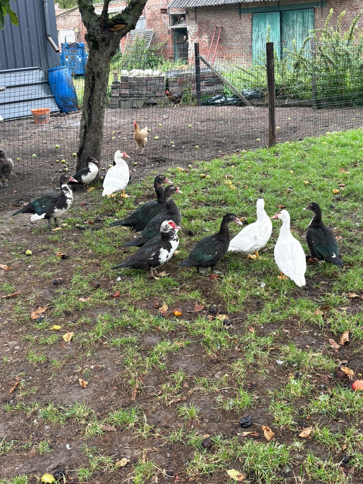 Barberie, Dieren en Toebehoren, Pluimvee