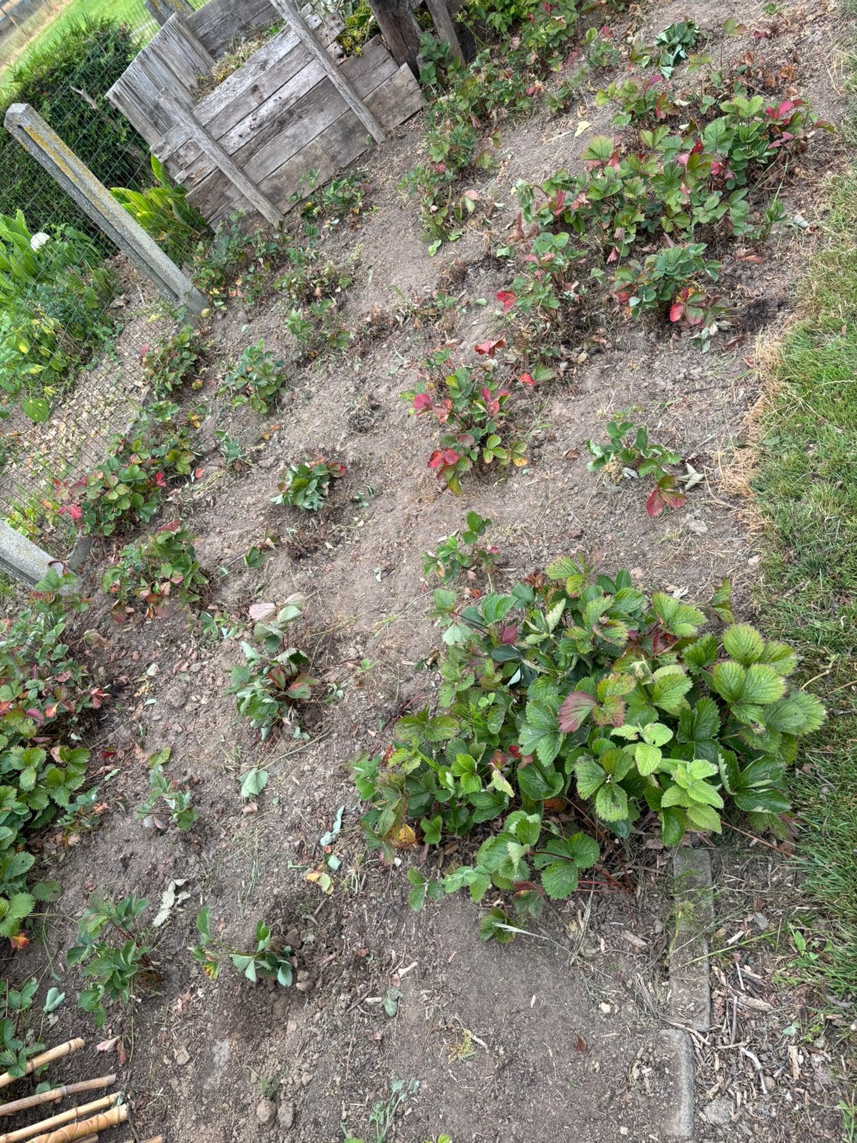 Aardbeiplantjes, Ophalen, Vaste plant, Fruitplanten
