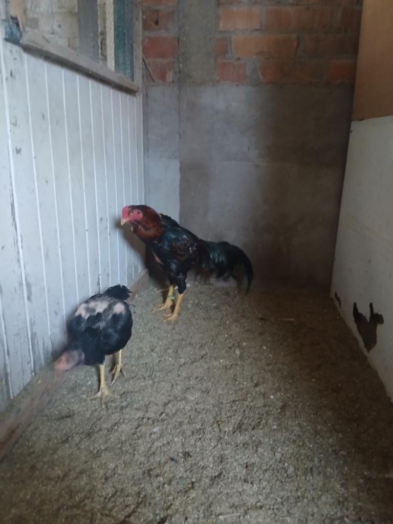 Shamo 2025 et poulet 2025, Poule ou poulet